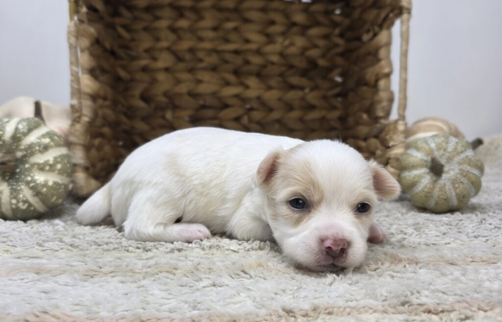 Xen - Chihuahua - Image 3