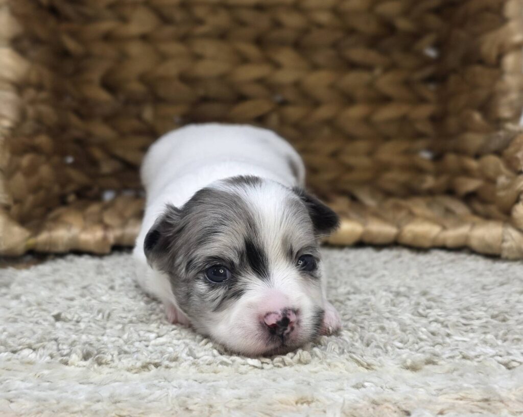 [#2518-06]  - White F Chihuahua Puppies For Sale