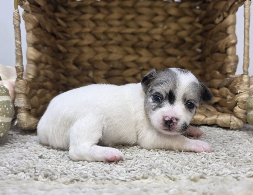 Pebble - Chihuahua - Image 3
