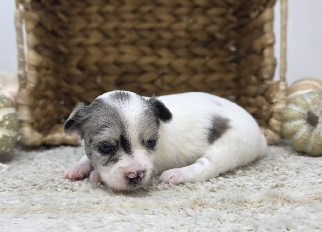Pebble - Chihuahua - Image 2