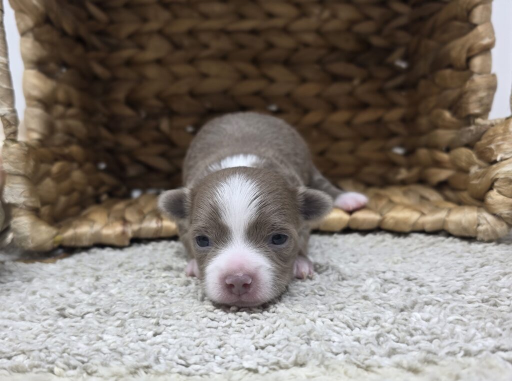 [#2519-01]  - Lilac M Chihuahua Puppies For Sale