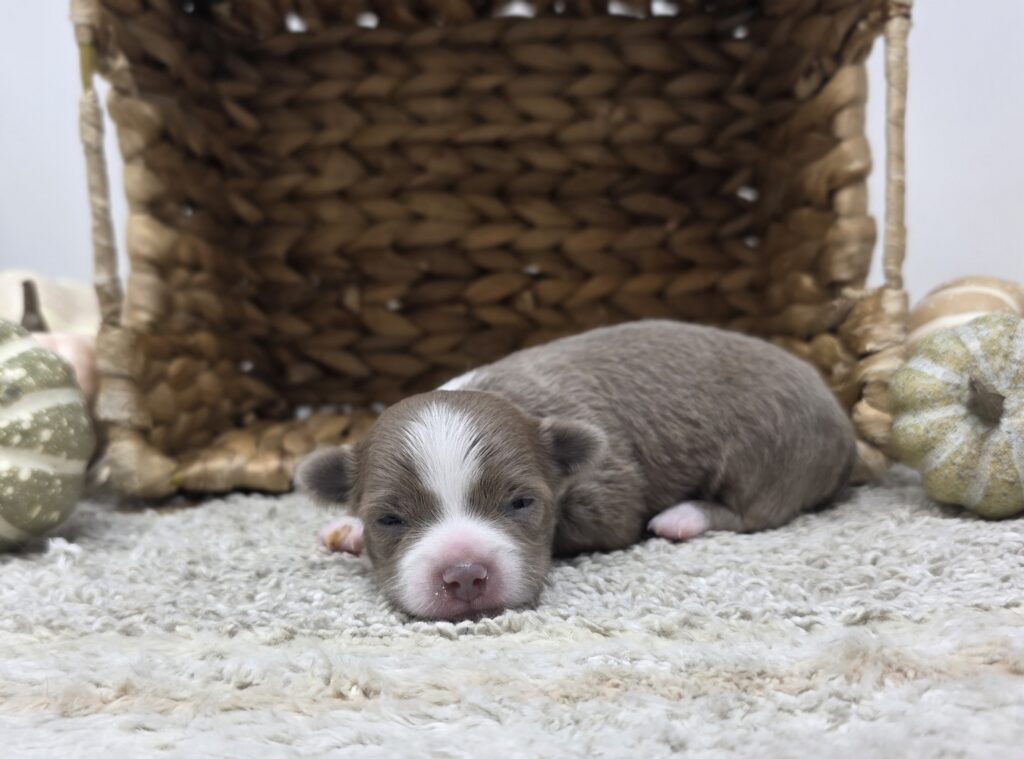 Ash - Chihuahua - Image 3