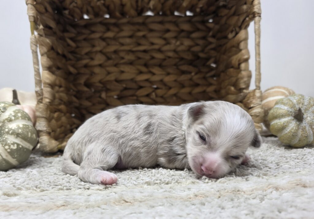 Horizon - Chihuahua - Image 3