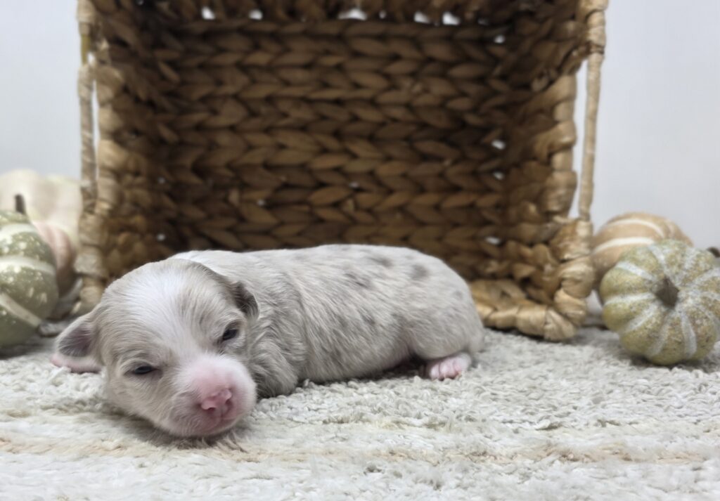 Horizon - Chihuahua - Image 2