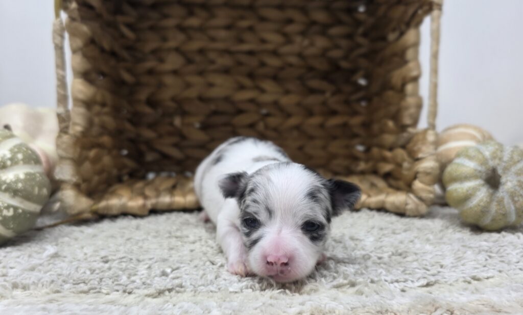 [#2519-03]  - White / Blue Merle F Chihuahua Puppies For Sale