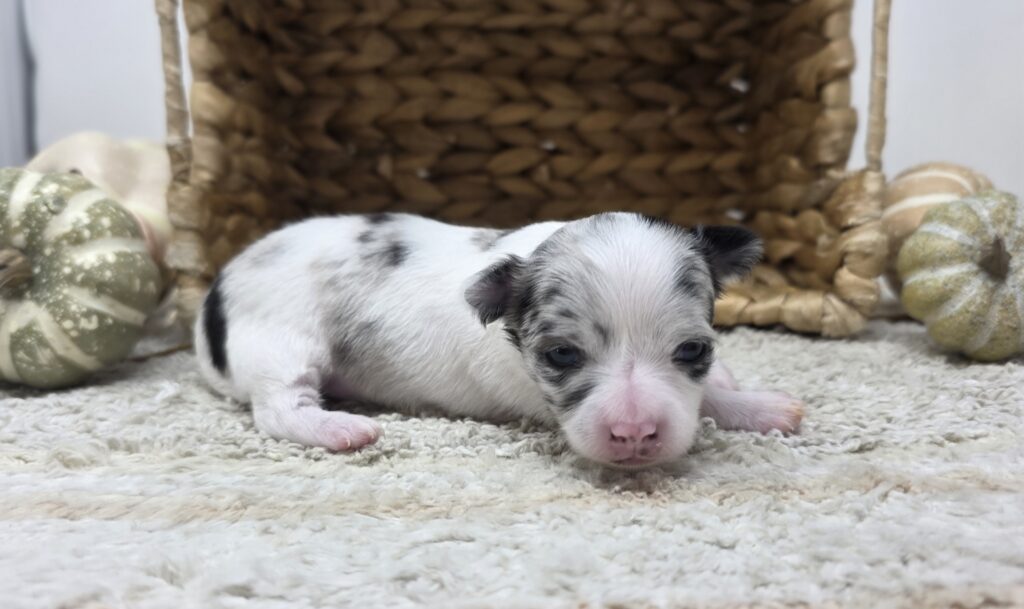 Nettle - Chihuahua - Image 3