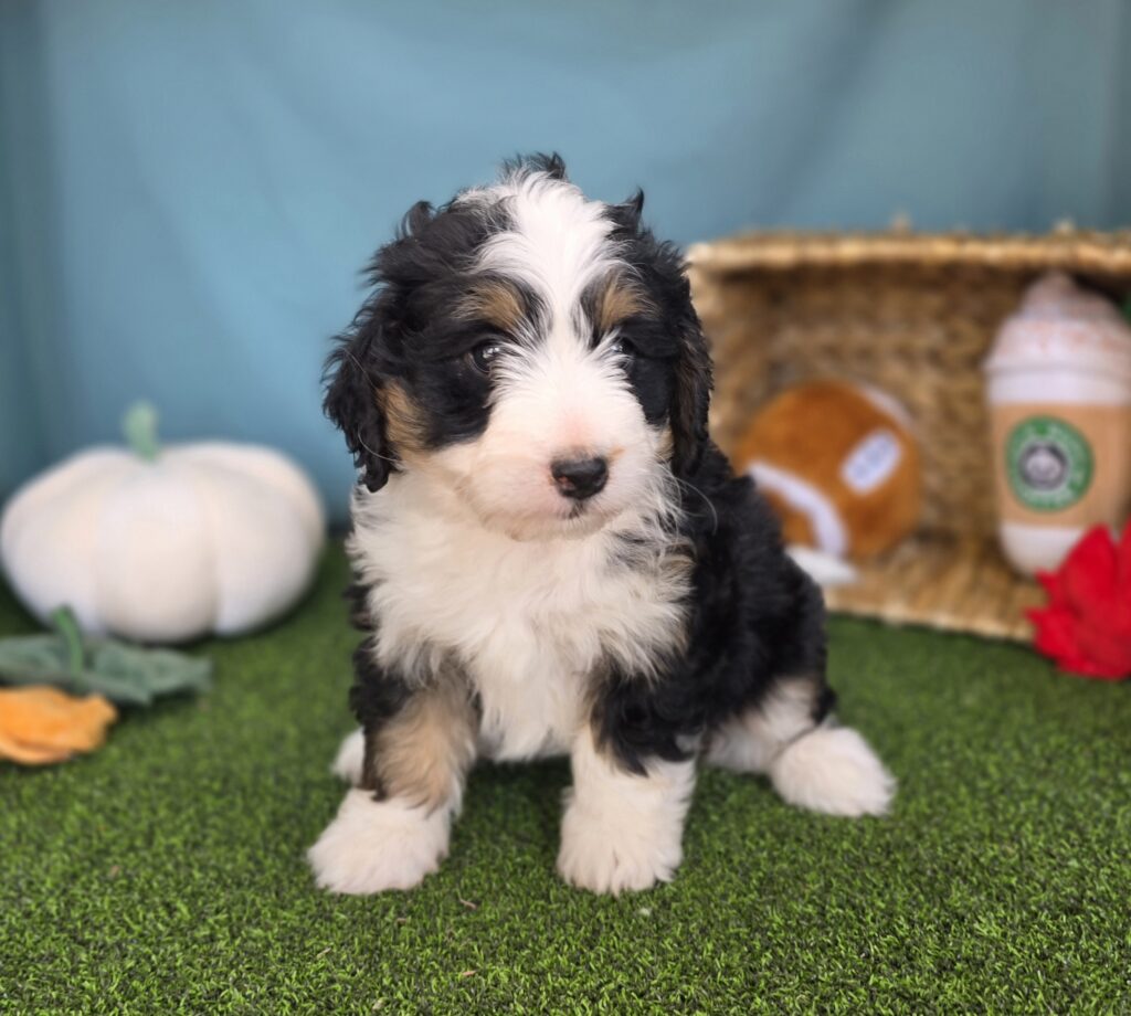 Cricket - Bernedoodle Mini F1b - Image 3