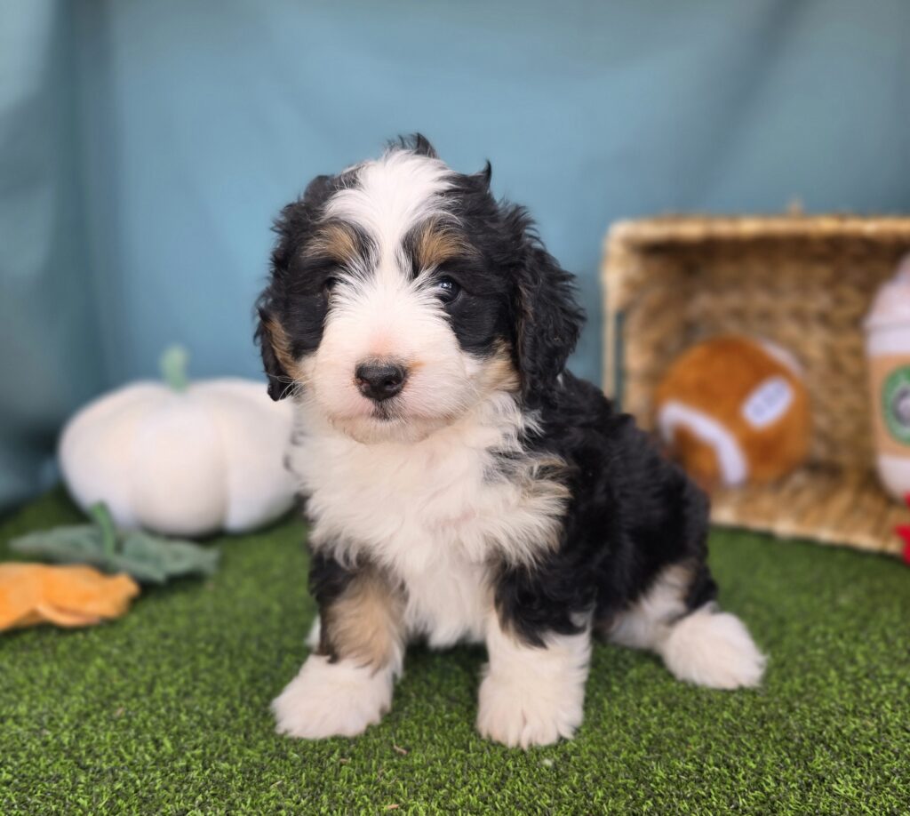 Cricket - Bernedoodle Mini F1b - Image 2