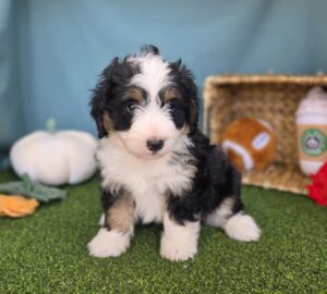 Bernedoodle Mini F1b