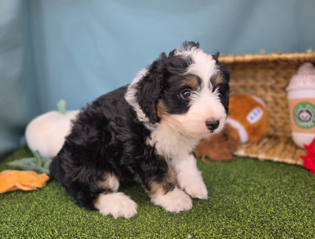 Cricket - Bernedoodle Mini F1b - Image 4