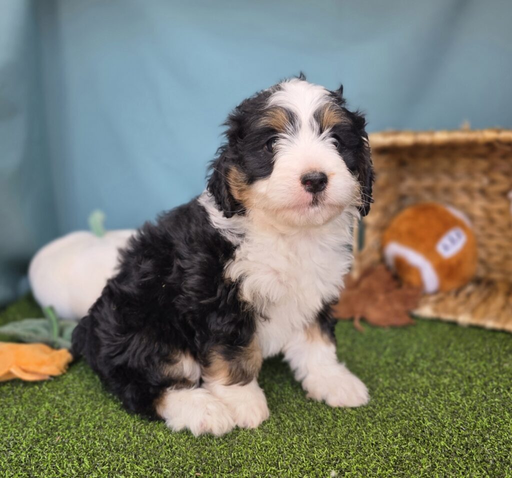 Cricket - Bernedoodle Mini F1b - Image 5