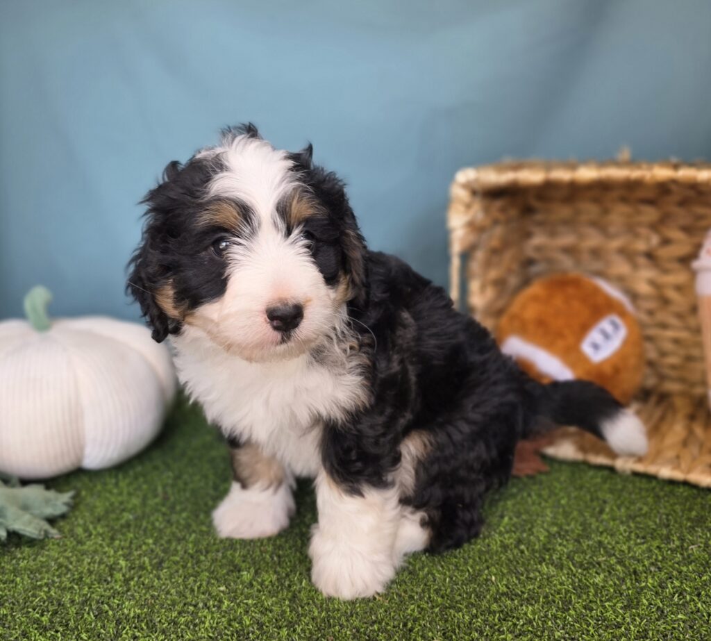 Cricket - Bernedoodle Mini F1b - Image 6