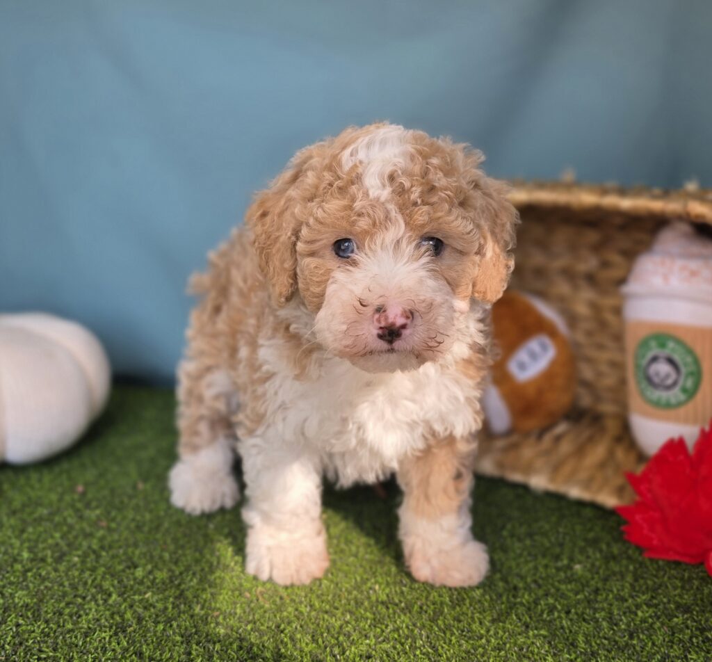 Kelly - Bernedoodle Mini F1b - Image 3