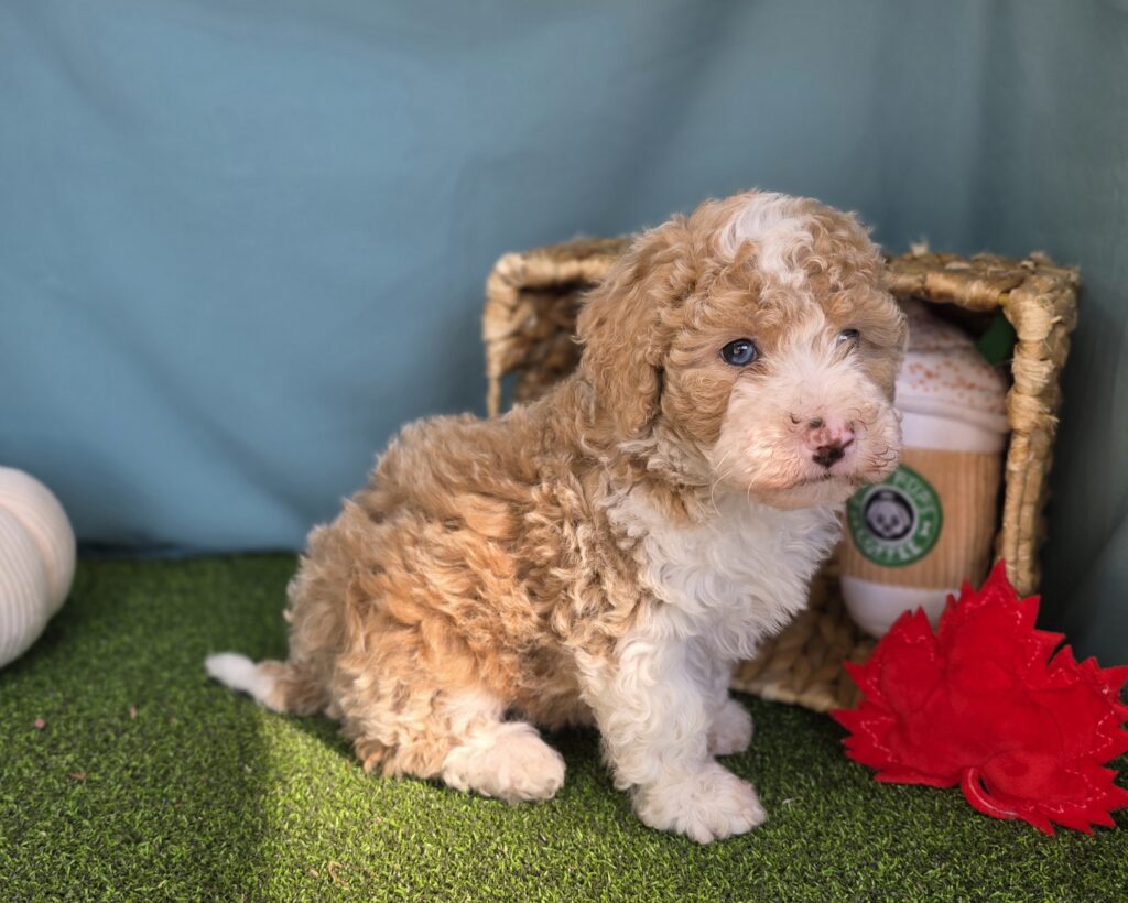 [#25862-03]  - Apricot F Bernedoodle Mini F1b Puppies For Sale