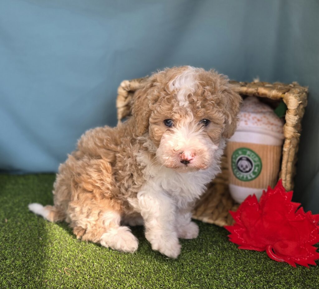 Kelly - Bernedoodle Mini F1b - Image 2