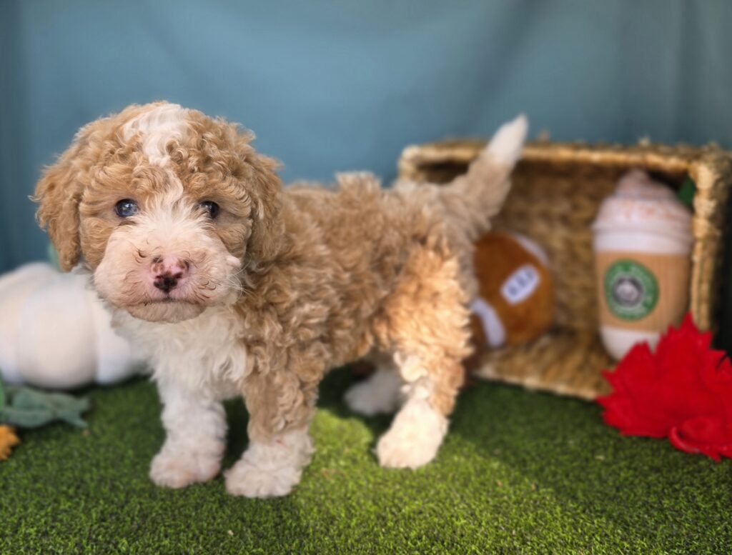 Kelly - Bernedoodle Mini F1b - Image 4