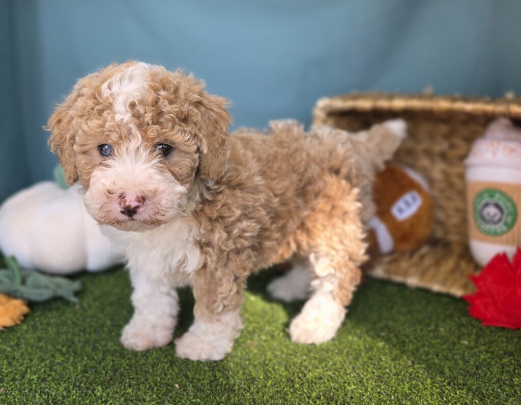 Kelly - Bernedoodle Mini F1b - Image 5