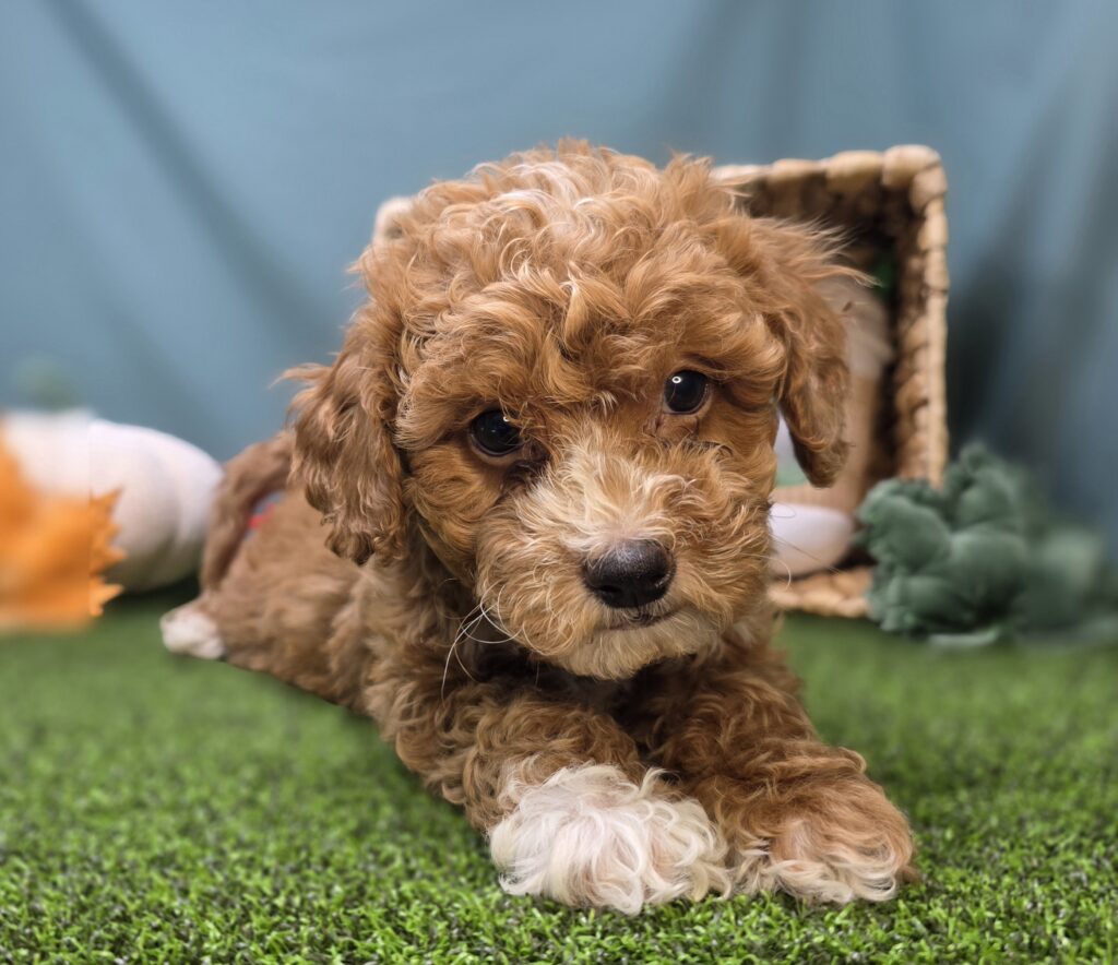 [#25858-01]  - Apricot M Goldendoodle Mini F1b Puppies For Sale