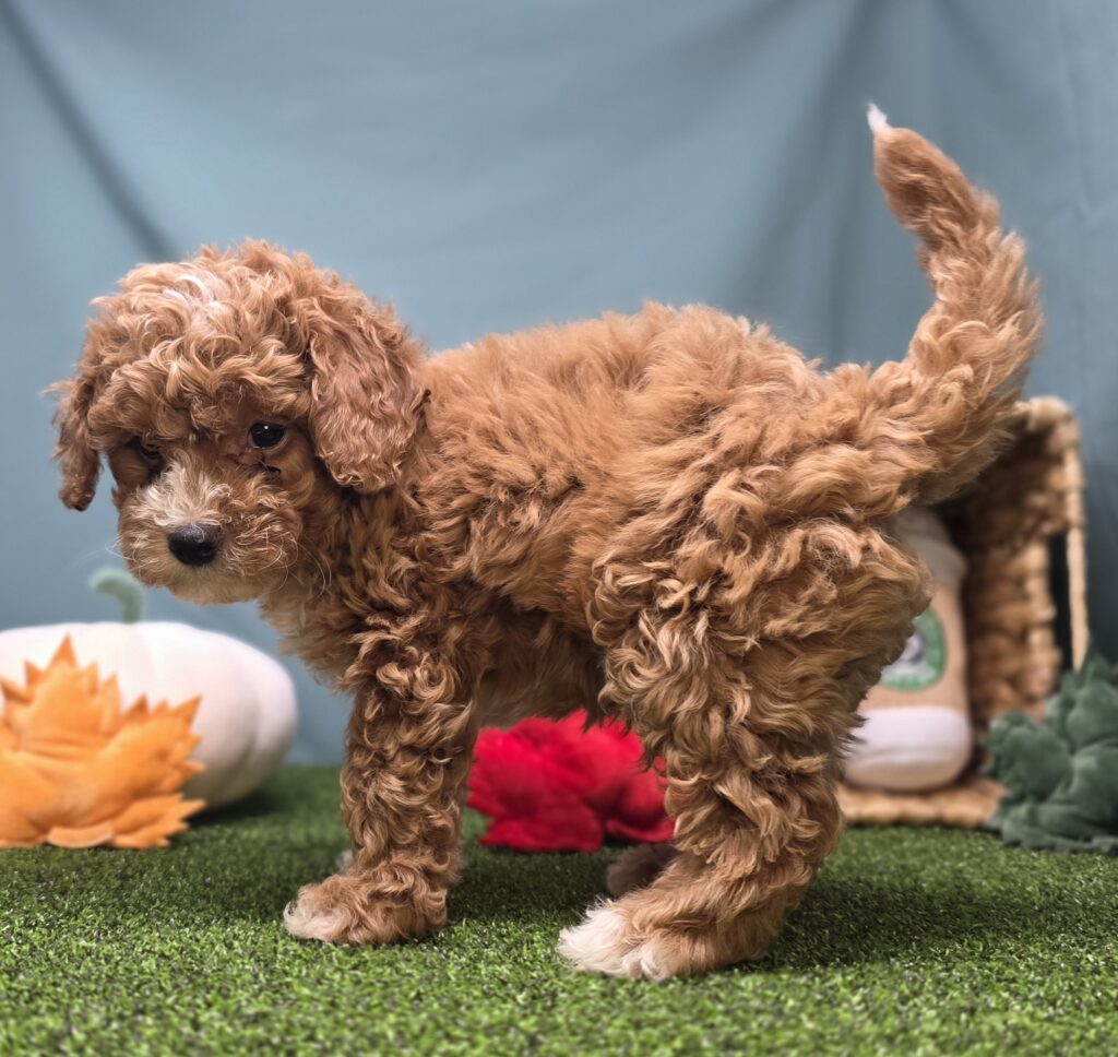 Scout - Goldendoodle Mini F1b - Image 2