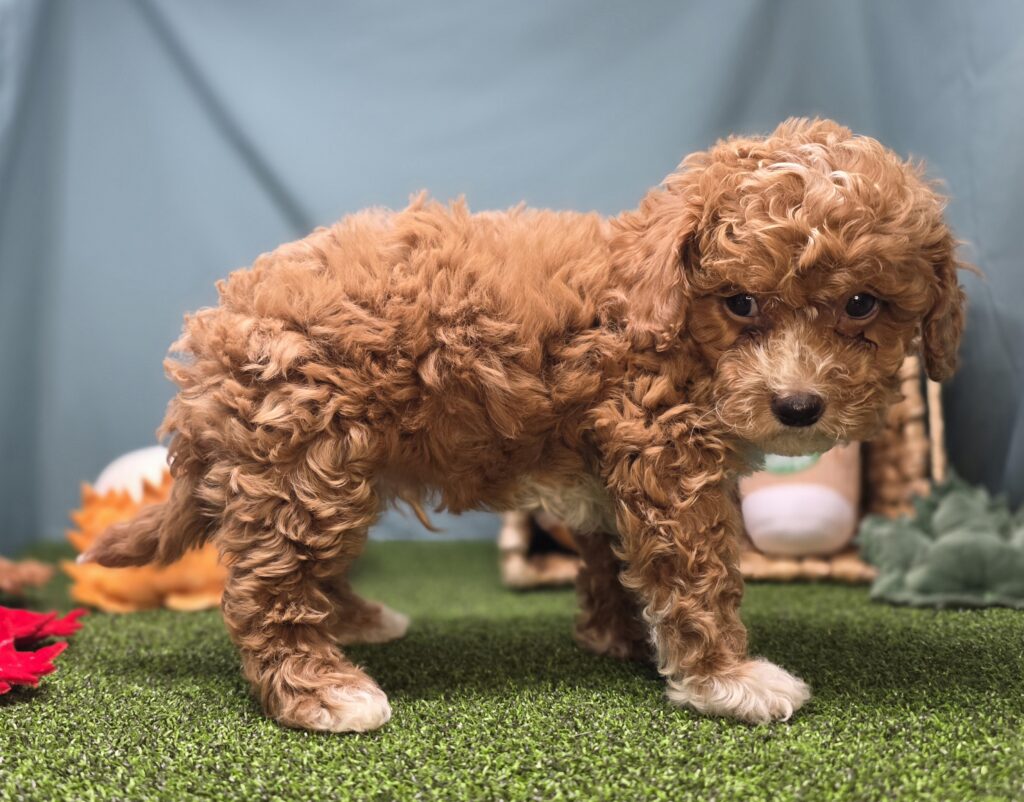 Scout - Goldendoodle Mini F1b - Image 4