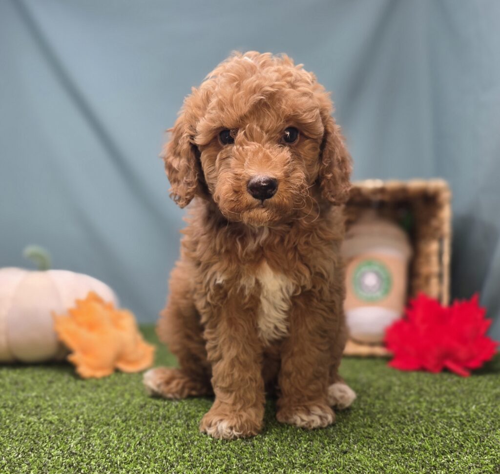 [#25858-02]  - Apricot M Goldendoodle Mini F1b Puppies For Sale