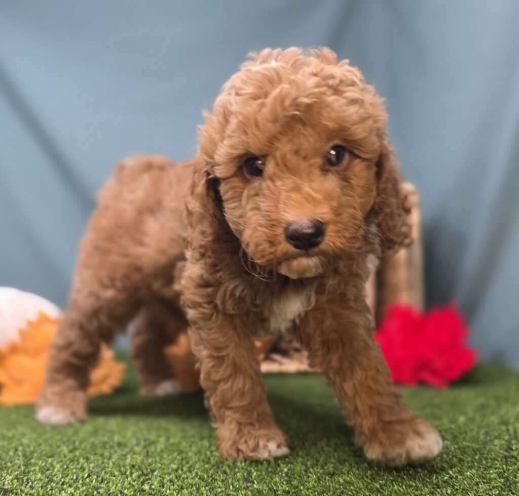 Louis - Goldendoodle Mini F1b - Image 4