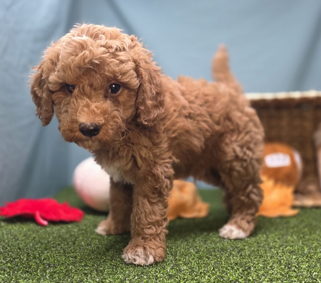 Louis - Goldendoodle Mini F1b - Image 3
