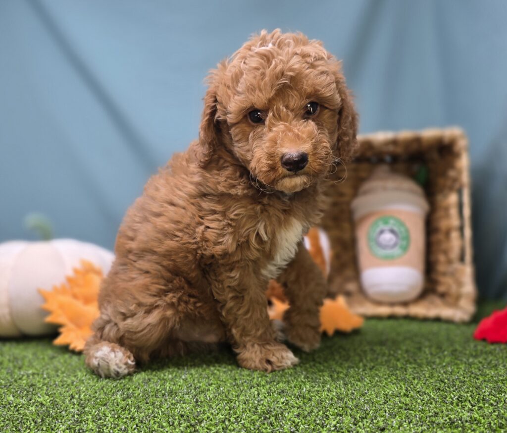 Louis - Goldendoodle Mini F1b - Image 2