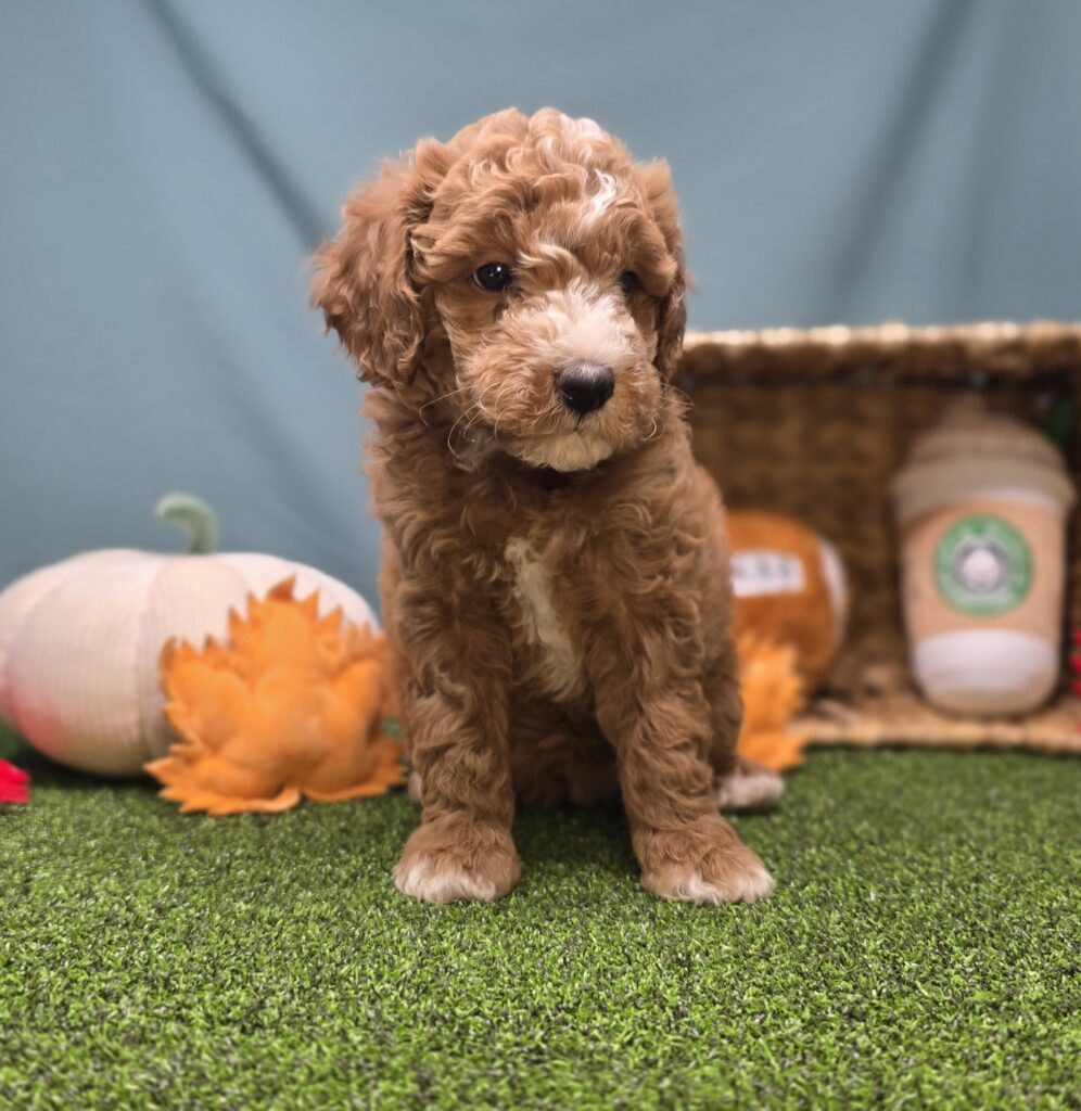 [#25858-03]  - Apricot F Goldendoodle Mini F1b Puppies For Sale