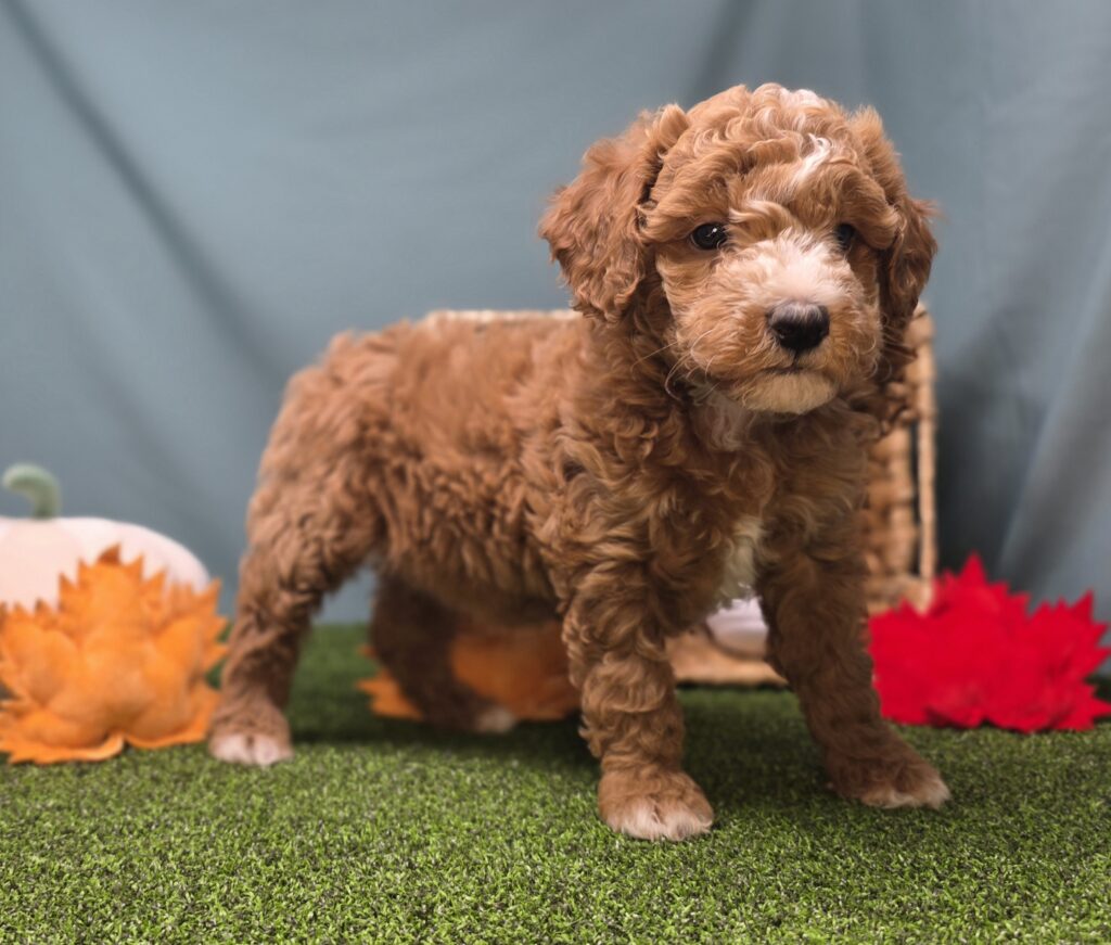 Sugar - Goldendoodle Mini F1b - Image 2