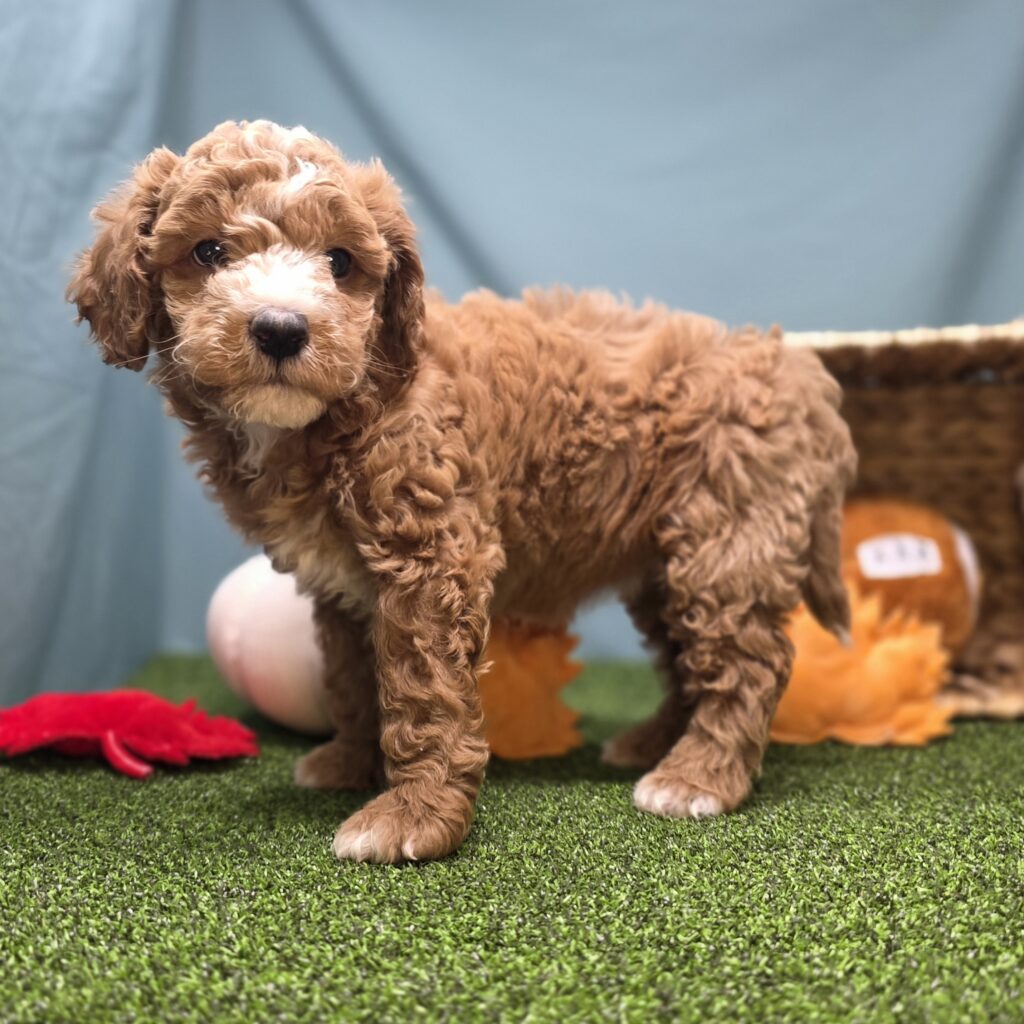 Sugar - Goldendoodle Mini F1b - Image 5
