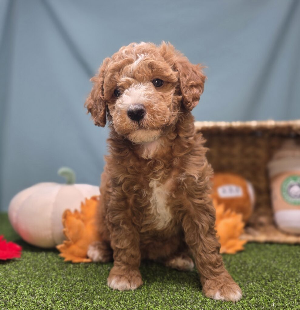 Sugar - Goldendoodle Mini F1b - Image 3