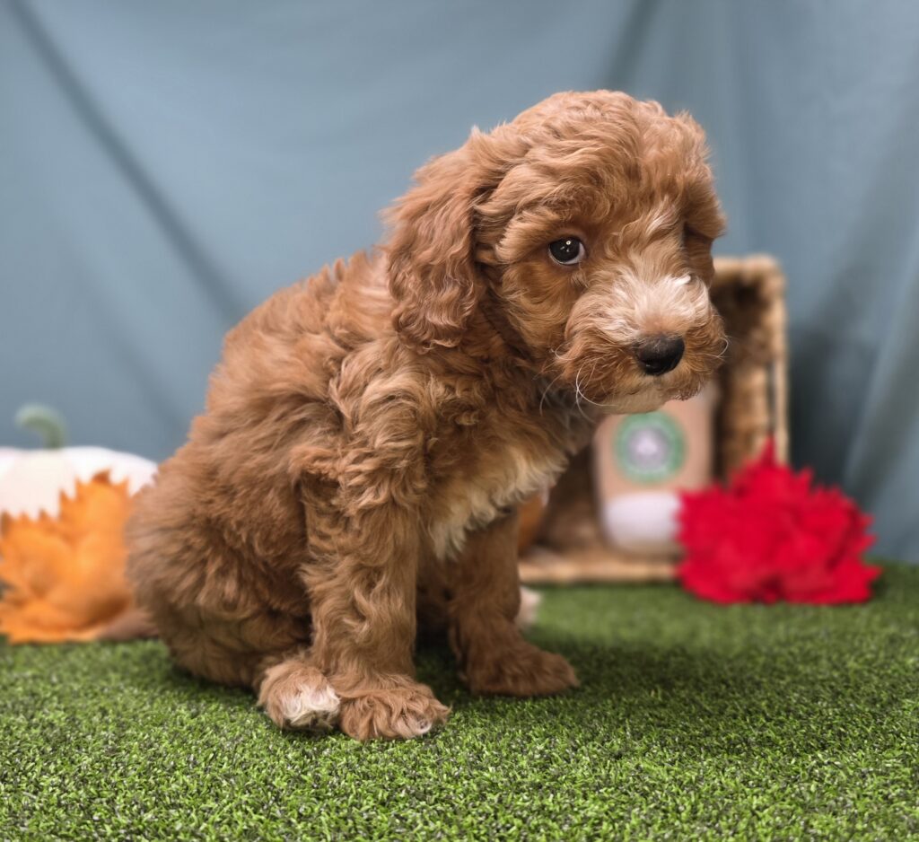 Spice - Goldendoodle Mini F1b - Image 2