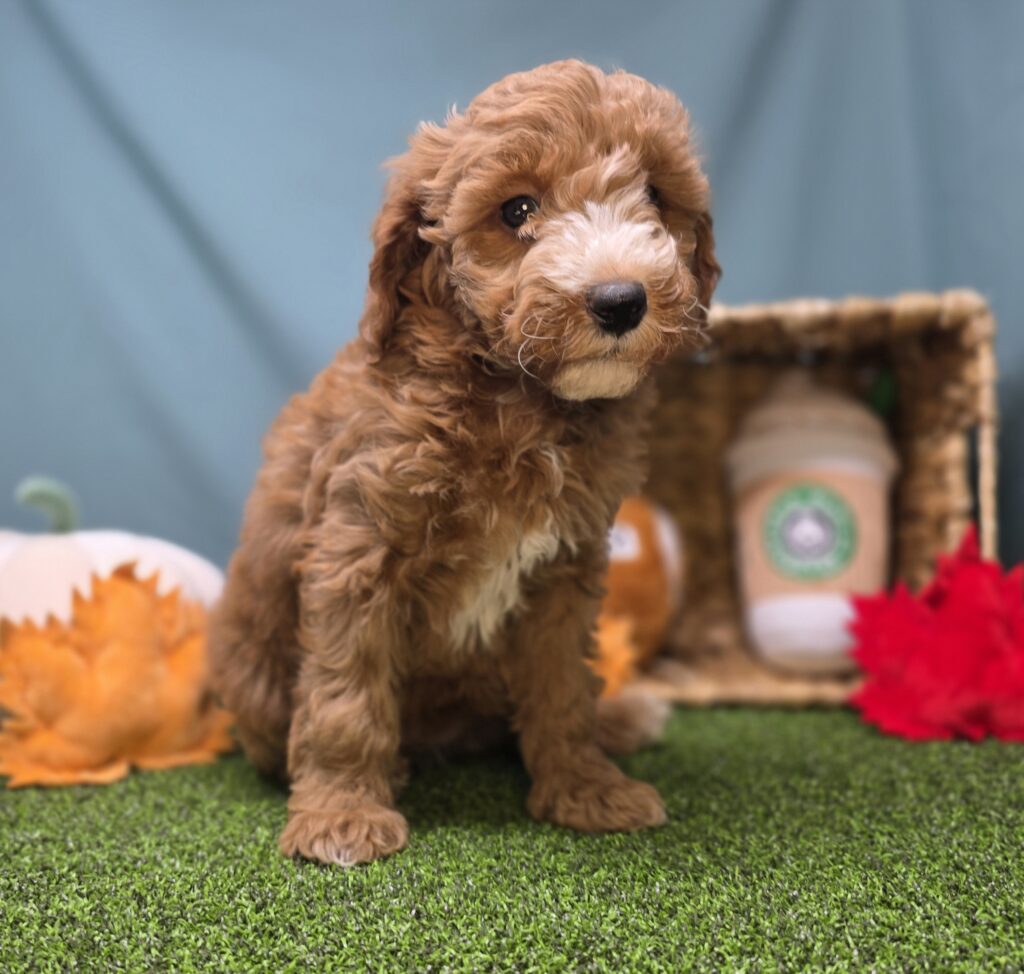 Spice - Goldendoodle Mini F1b - Image 4