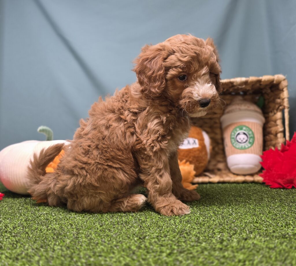 Spice - Goldendoodle Mini F1b - Image 3