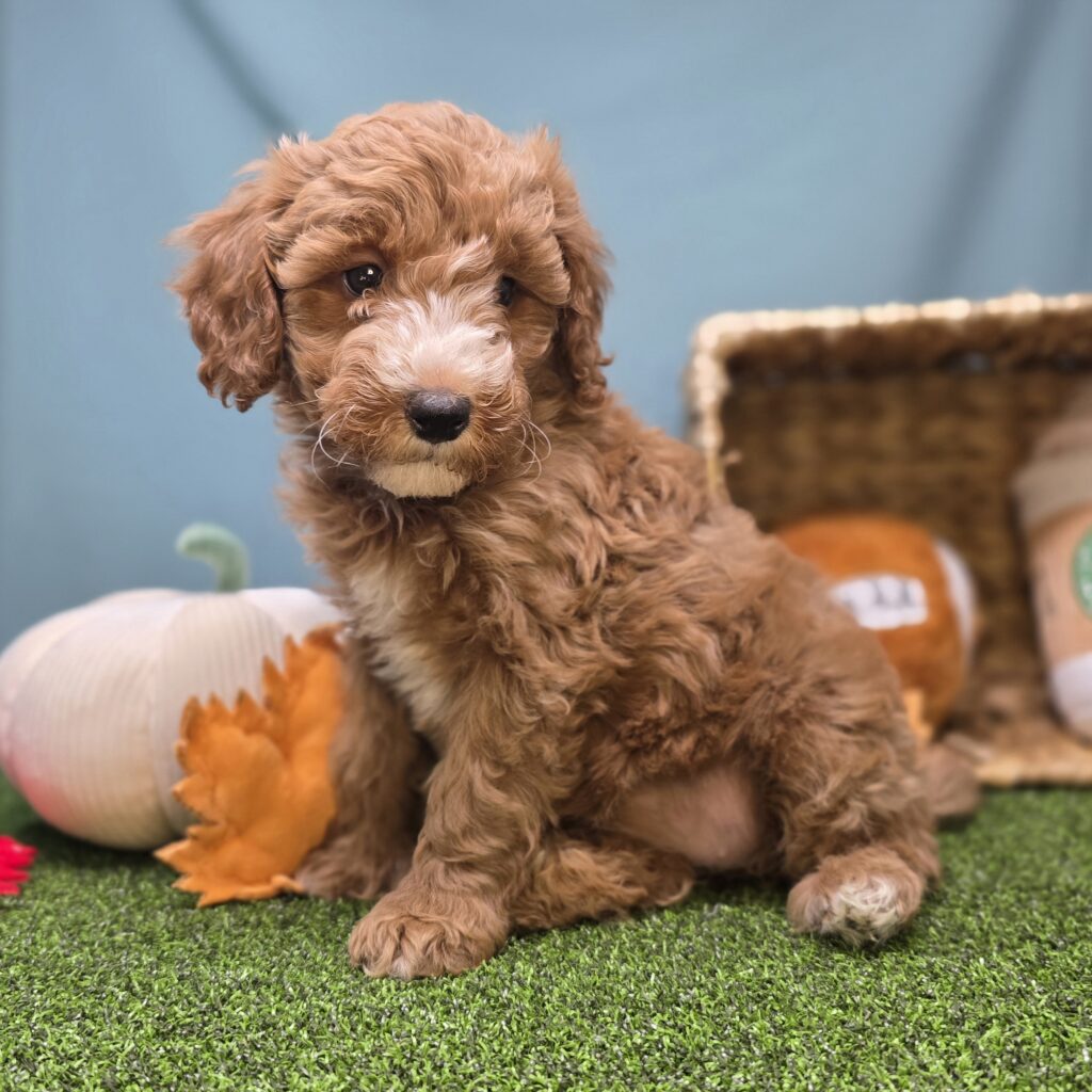 [#25858-04]  - Apricot F Goldendoodle Mini F1b Puppies For Sale