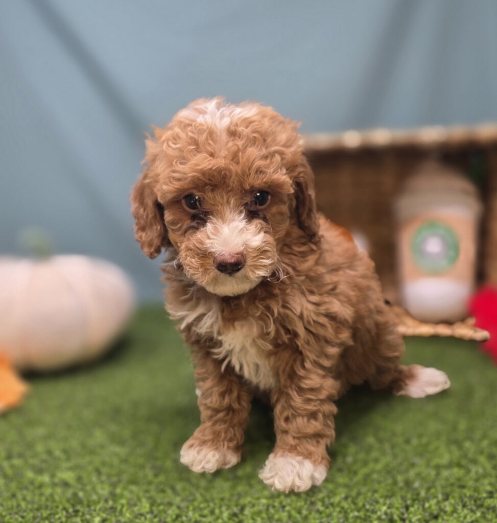 [#25858-05]  - Apricot F Goldendoodle Mini F1b Puppies For Sale