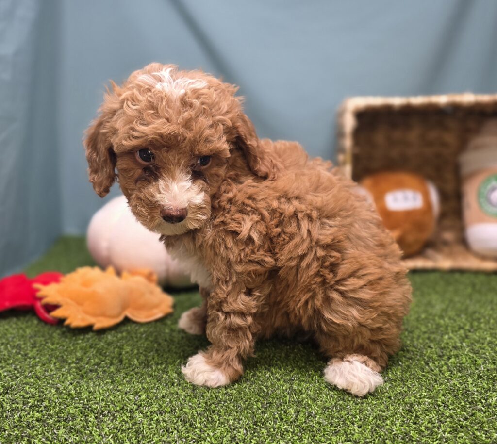 Peach - Goldendoodle Mini F1b - Image 4