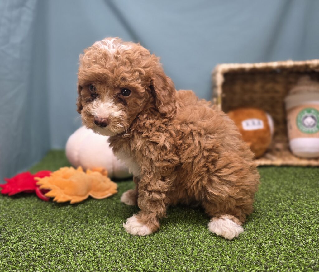 Peach - Goldendoodle Mini F1b - Image 3