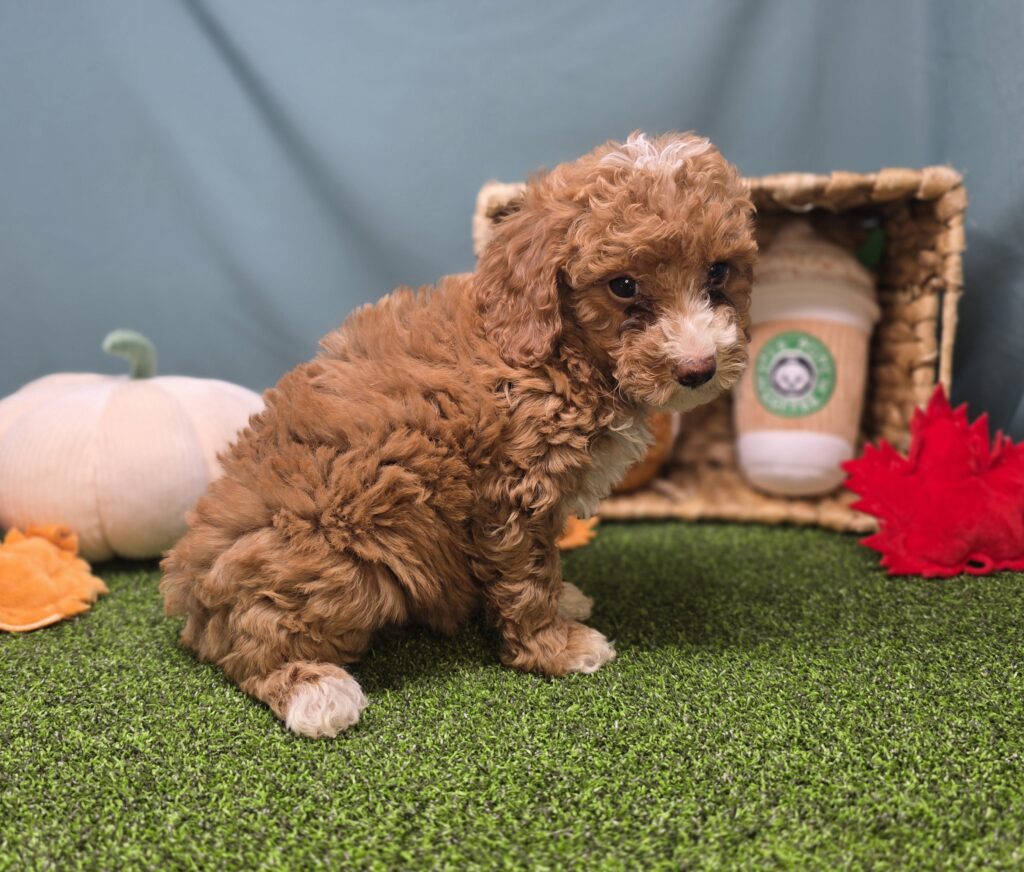 Peach - Goldendoodle Mini F1b - Image 5