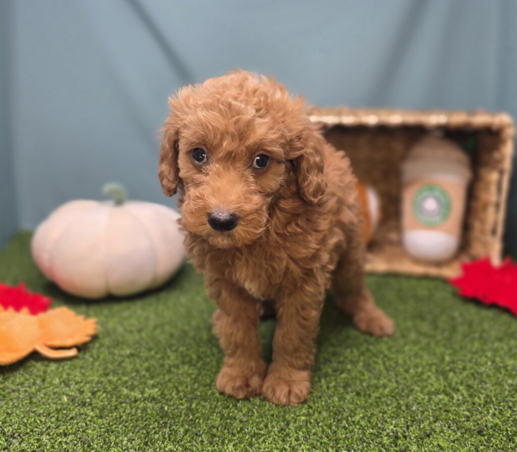 Plum - Goldendoodle Mini F1b - Image 6