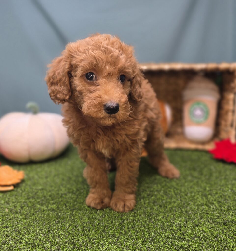 Plum - Goldendoodle Mini F1b - Image 2