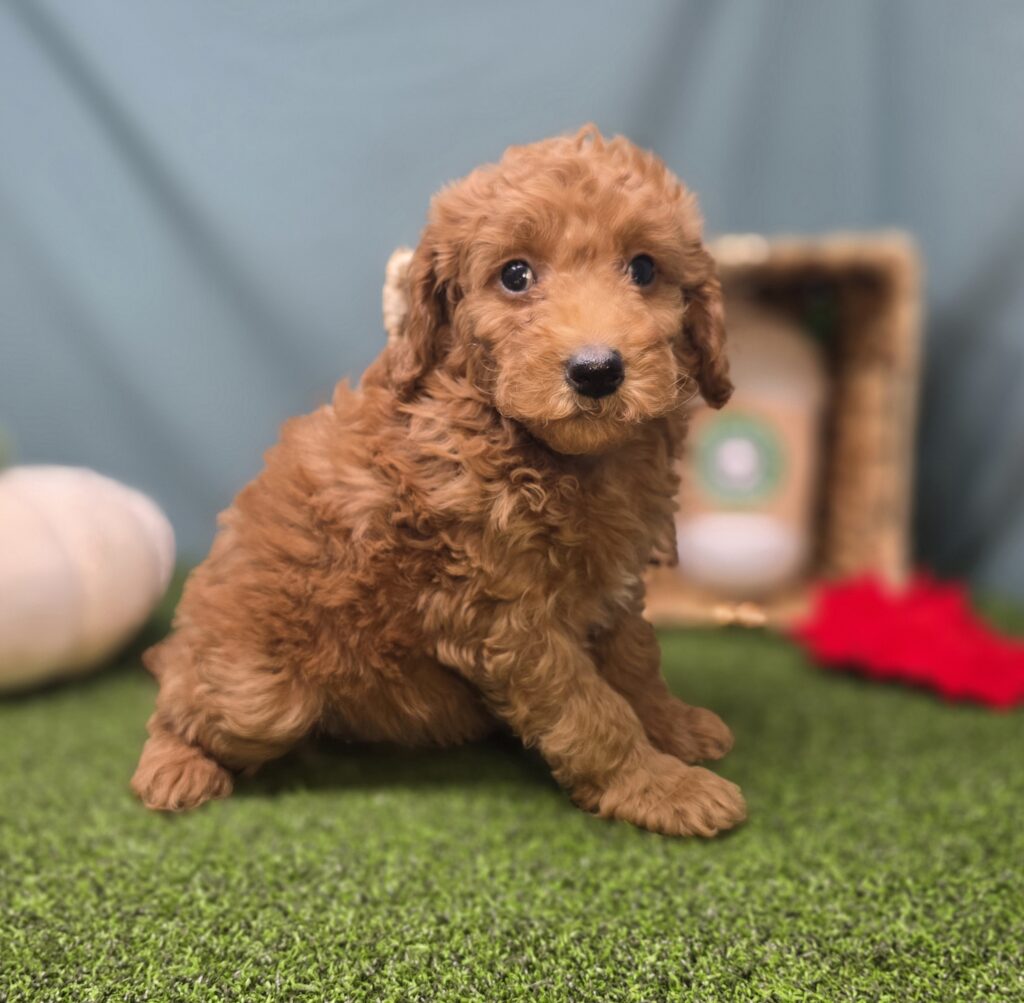 [#25858-06]  - Apricot F Goldendoodle Mini F1b Puppies For Sale