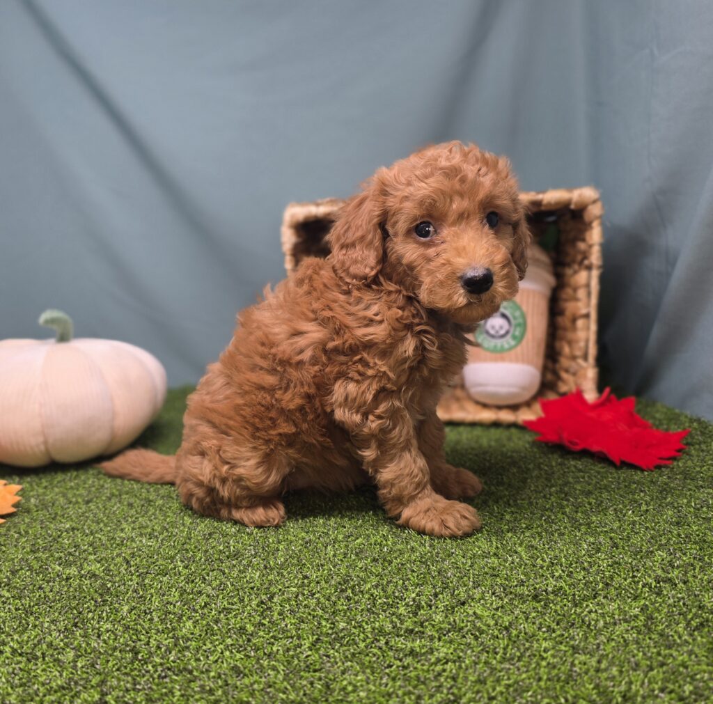 Plum - Goldendoodle Mini F1b - Image 3