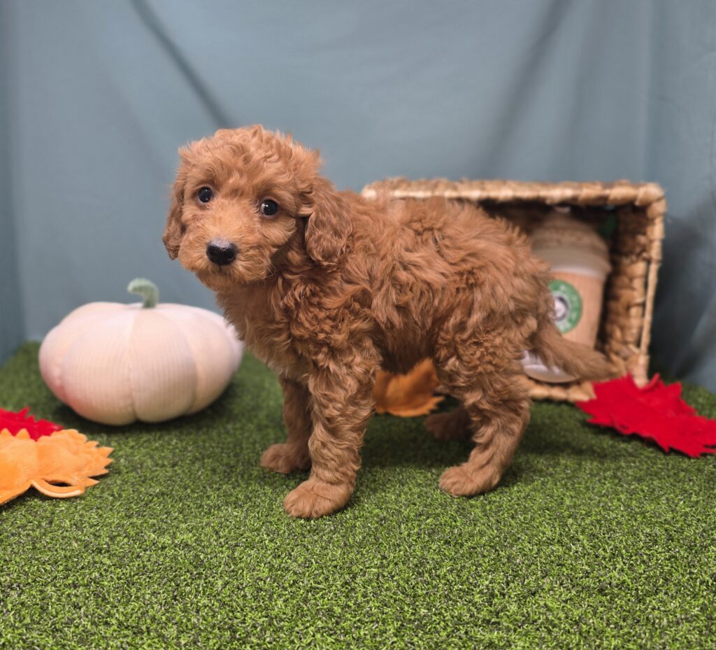 Plum - Goldendoodle Mini F1b - Image 5