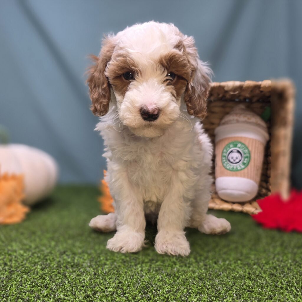 Maple - Goldendoodle Mini F1b - Image 2