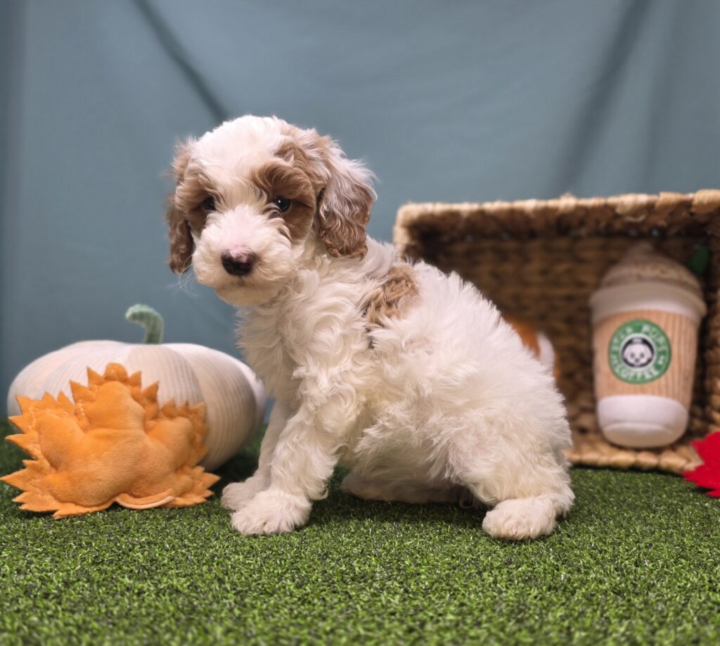 Maple - Goldendoodle Mini F1b - Image 4