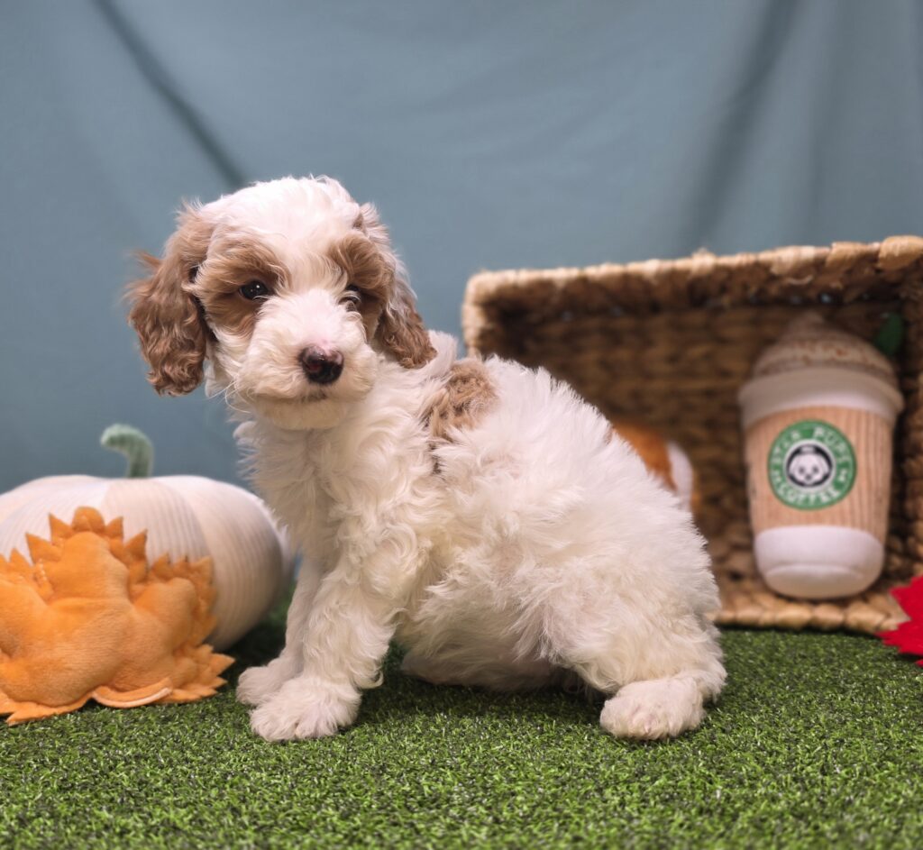 Maple - Goldendoodle Mini F1b - Image 3