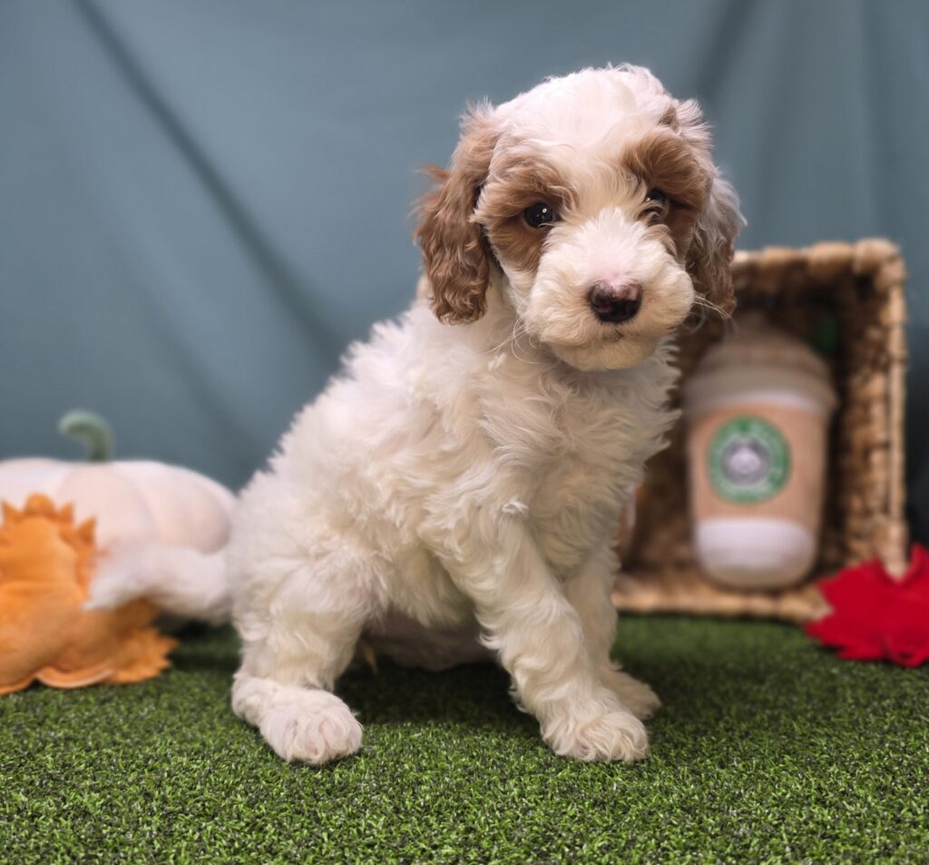 [#25858-07]  - White F Goldendoodle Mini F1b Puppies For Sale