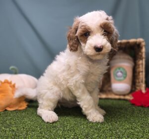 Goldendoodle Mini F1b